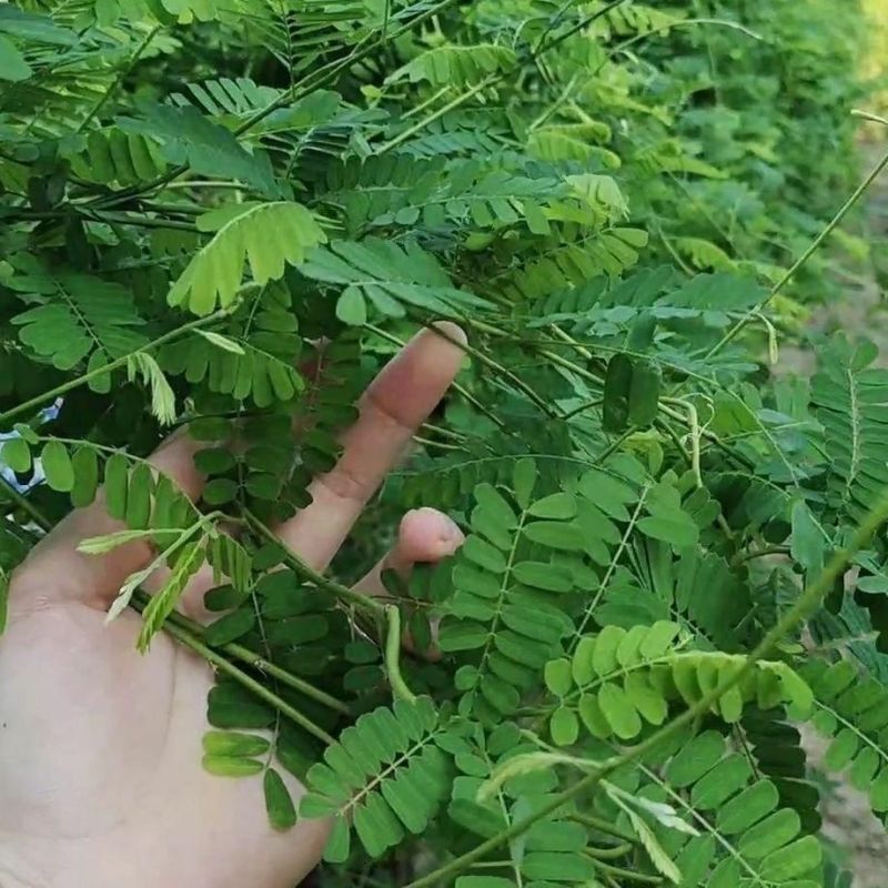 广西玉林新鲜大叶鸡骨草种子中草药材种子产量高小叶鸡骨草