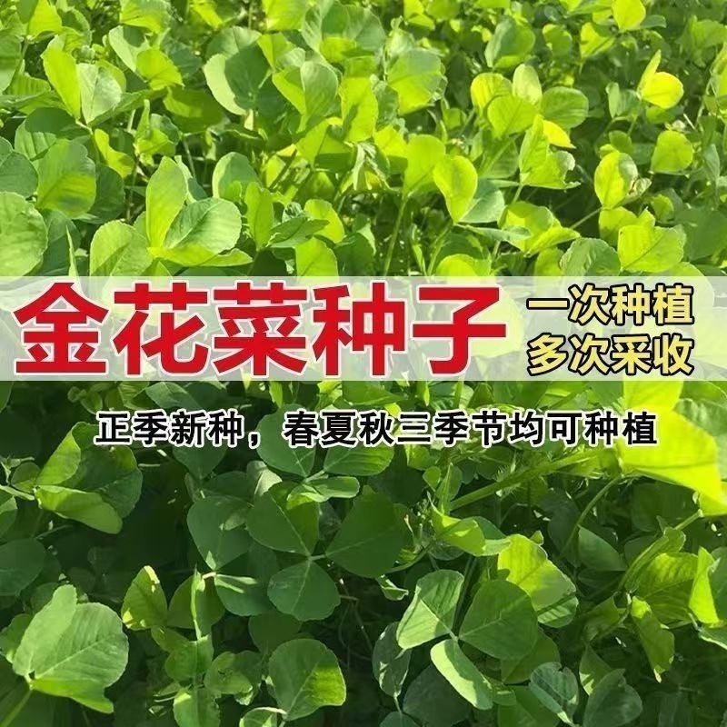 草头种籽金花菜上海草头种子草头菜种籽金花菜种子苜蓿野菜秧