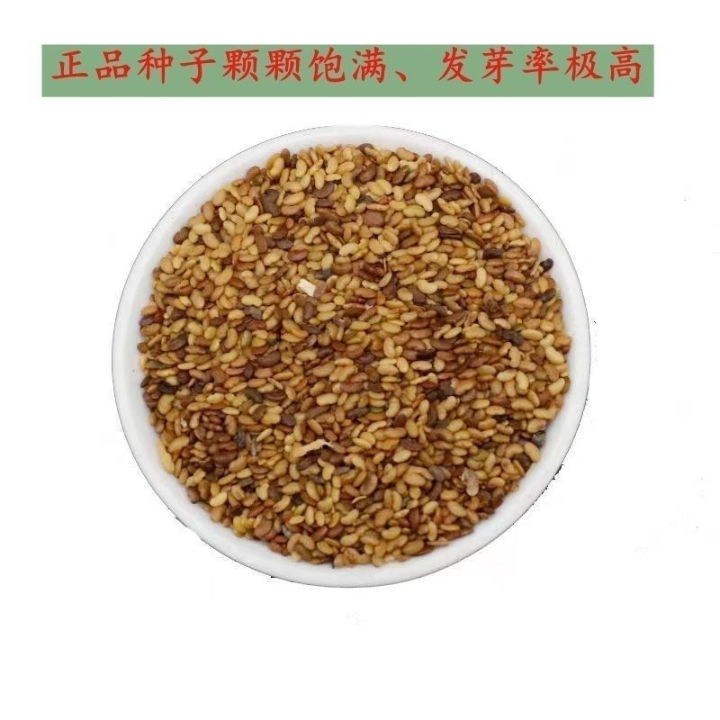 草头种籽金花菜上海草头种子草头菜种籽金花菜种子苜蓿野菜秧