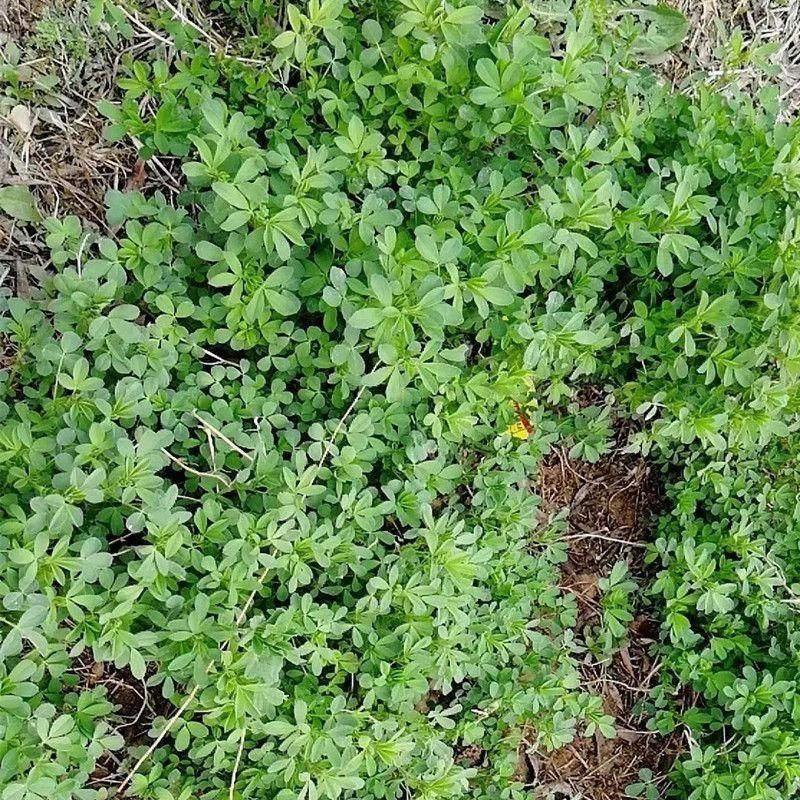 草头种籽金花菜上海草头种子草头菜种籽金花菜种子苜蓿野菜秧