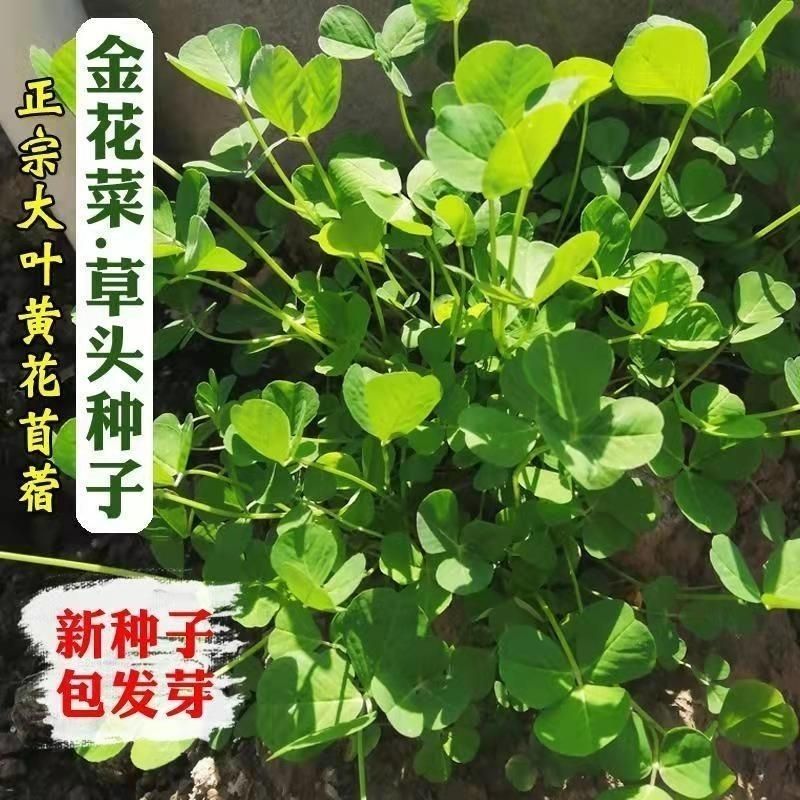 草头种籽金花菜上海草头种子草头菜种籽金花菜种子苜蓿野菜秧