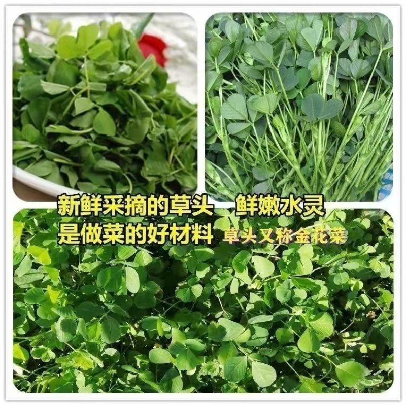草头种籽金花菜上海草头种子草头菜种籽金花菜种子苜蓿野菜秧