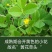 草头种籽金花菜上海草头种子草头菜种籽金花菜种子苜蓿野菜秧