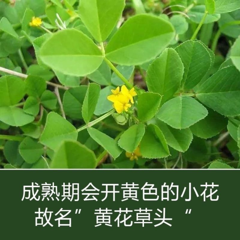 草头种籽金花菜上海草头种子草头菜种籽金花菜种子苜蓿野菜秧