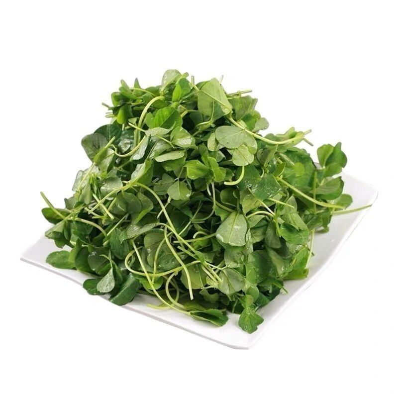 草头种籽金花菜上海草头种子草头菜种籽金花菜种子苜蓿野菜秧