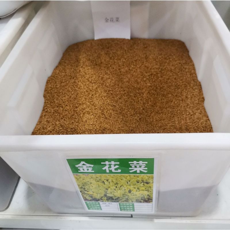 草头种籽金花菜上海草头种子草头菜种籽金花菜种子苜蓿野菜秧