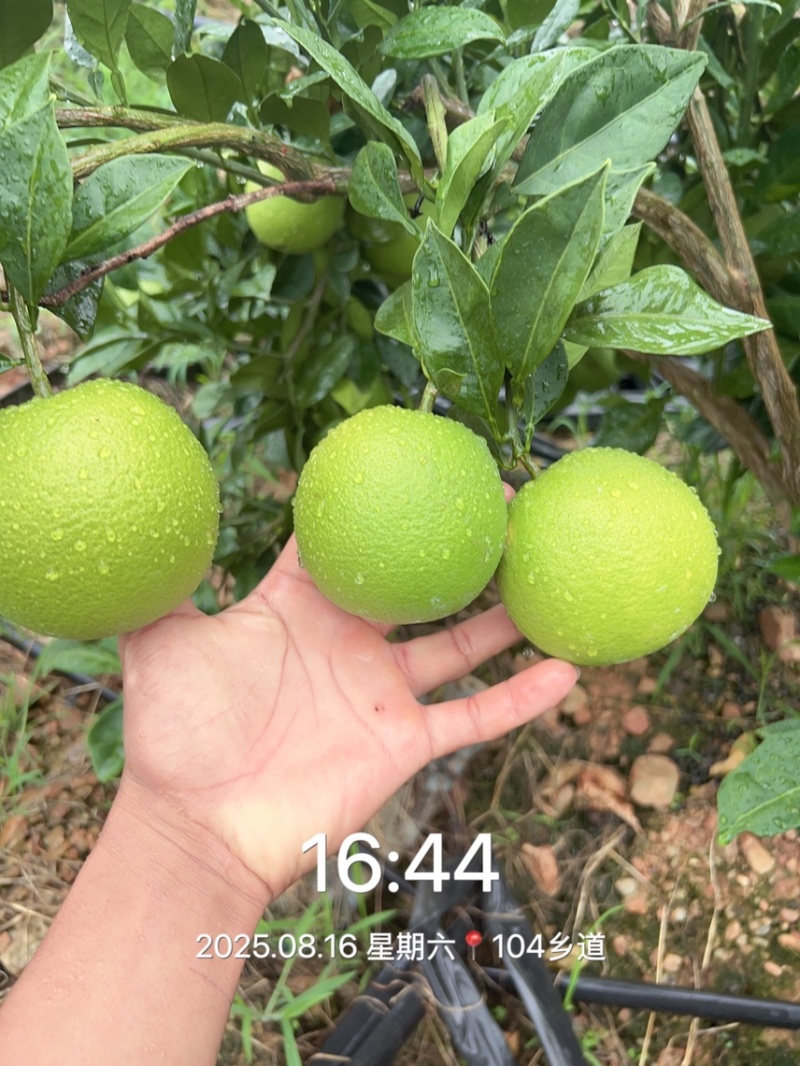 赣南脐橙。热卖中
