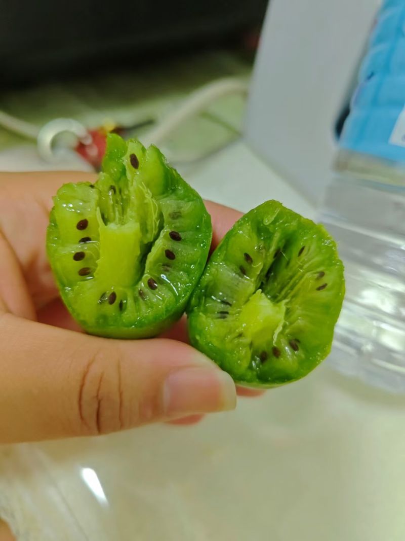 软枣猕猴桃