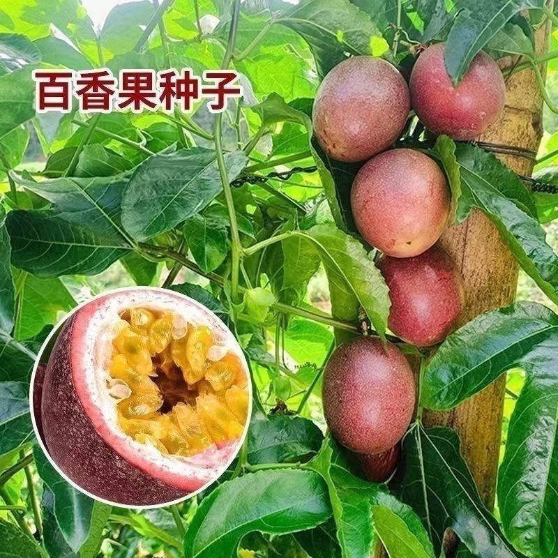 百香果种子四季播满天星紫香西番莲多年生黄金鸡蛋果种籽瓜果