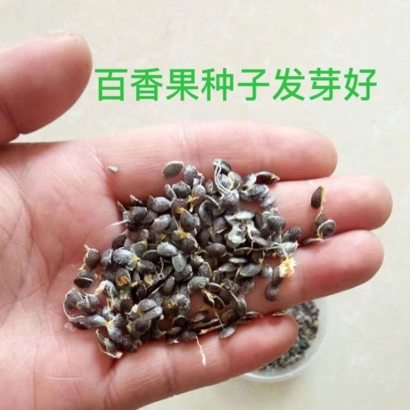 百香果种子四季播满天星紫香西番莲多年生黄金鸡蛋果种籽瓜果