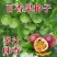 百香果种子四季播满天星紫香西番莲多年生黄金鸡蛋果种籽瓜果
