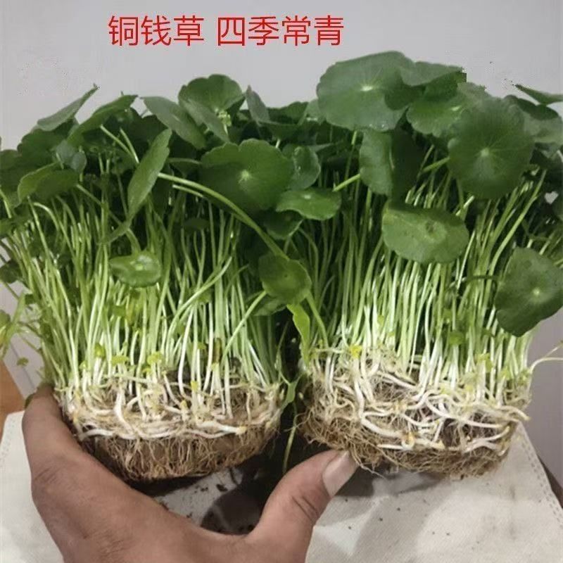 铜钱草水培水养植物室内办公室桌面盆栽花卉四季常青净化空气