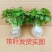 铜钱草水培水养植物室内办公室桌面盆栽花卉四季常青净化空气
