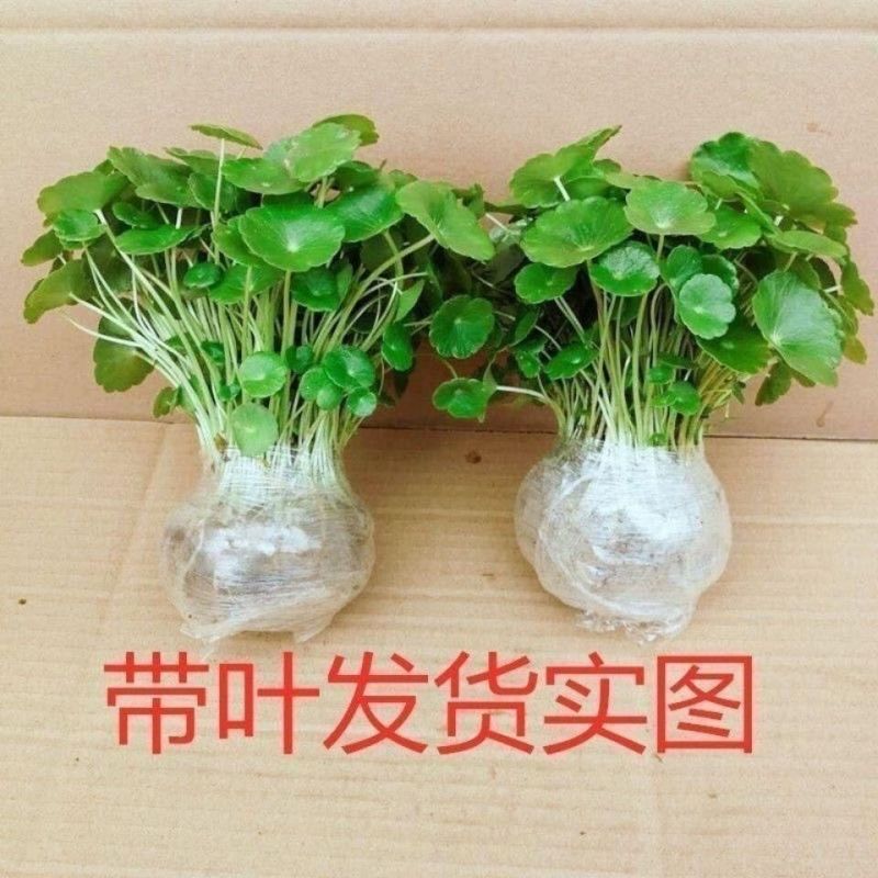 铜钱草水培水养植物室内办公室桌面盆栽花卉四季常青净化空气