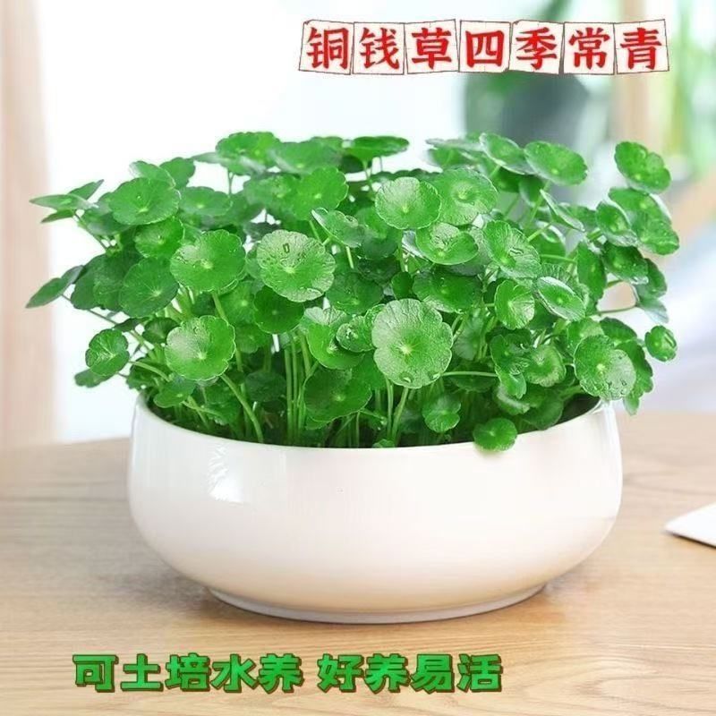 铜钱草水培水养植物室内办公室桌面盆栽花卉四季常青净化空气