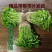 铜钱草水培水养植物室内办公室桌面盆栽花卉四季常青净化空气