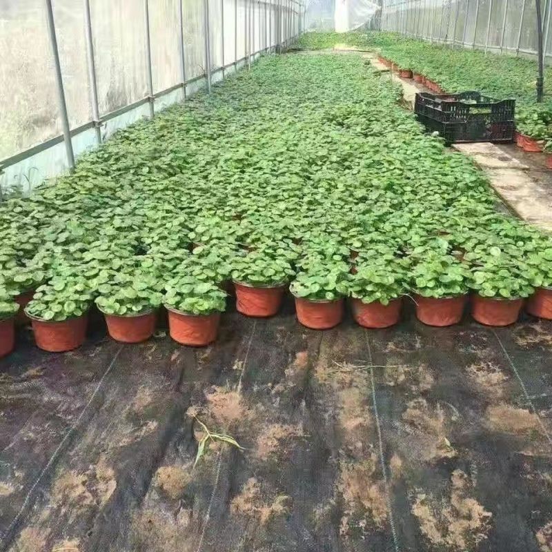 铜钱草水培水养植物室内办公室桌面盆栽花卉四季常青净化空气