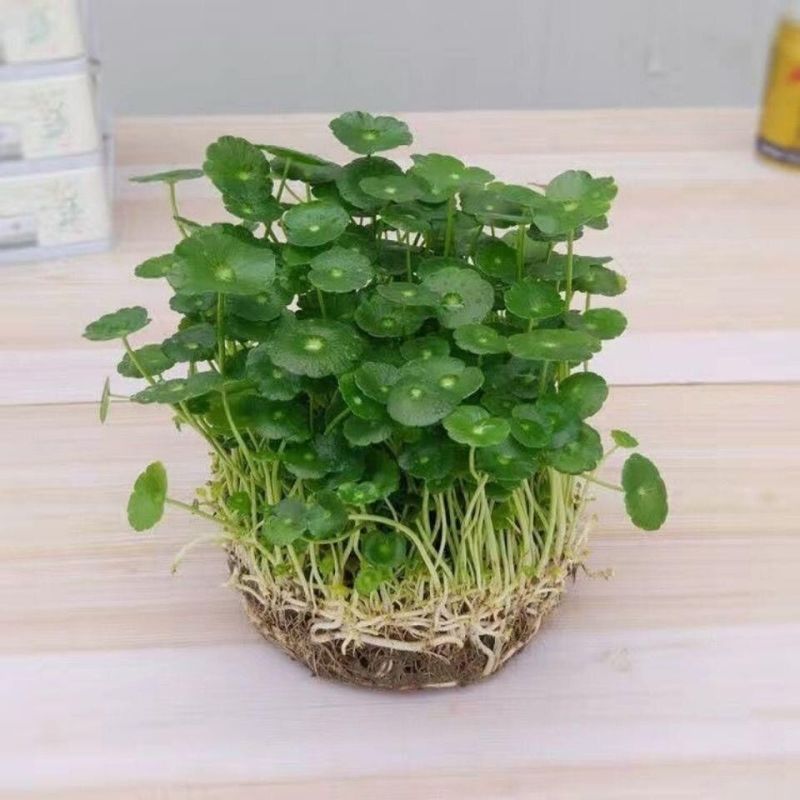 铜钱草水培水养植物室内办公室桌面盆栽花卉四季常青净化空气