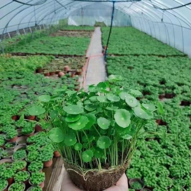 铜钱草水培水养植物室内办公室桌面盆栽花卉四季常青净化空气