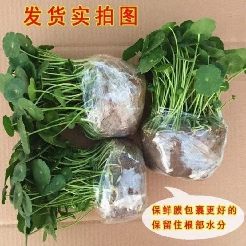 铜钱草水培水养植物室内办公室桌面盆栽花卉四季常青净化空气