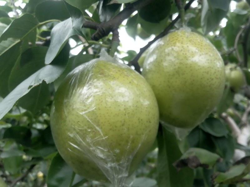 山东阳信优质皇冠梨
