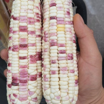 糯玉米