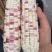 糯玉米