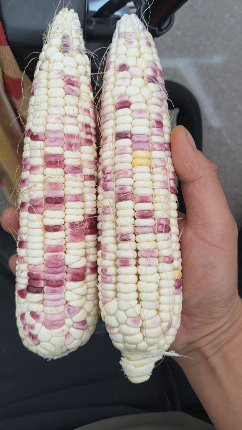 糯玉米