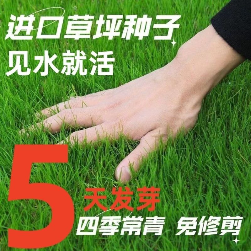 耐寒耐旱草坪种子四季青草籽矮生绿化草籽庭院别墅公园绿化护