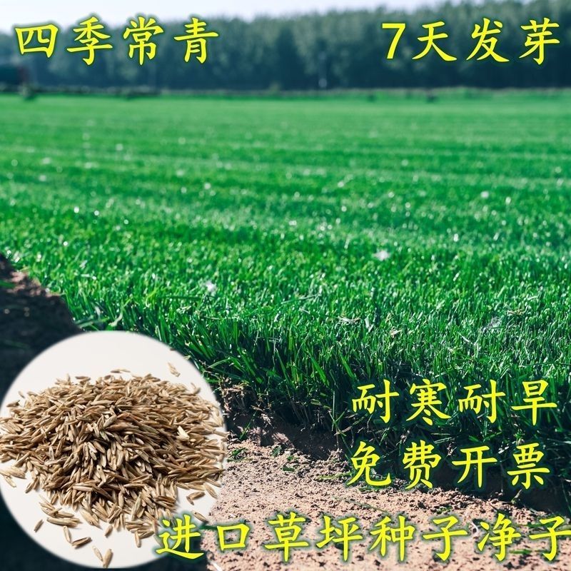 耐寒耐旱草坪种子四季青草籽矮生绿化草籽庭院别墅公园绿化护