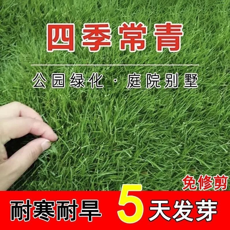 耐寒耐旱草坪种子四季青草籽矮生绿化草籽庭院别墅公园绿化护