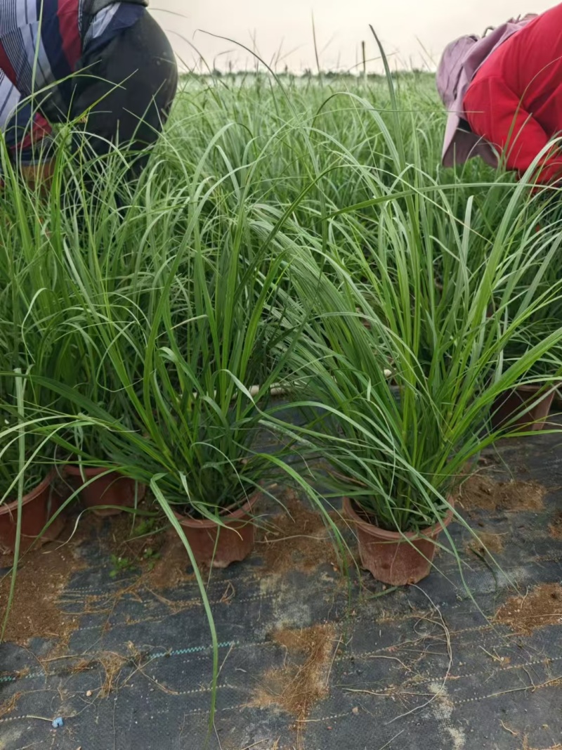 观叶植物小兔子狼尾草120杯、230盆，欢迎来一亩田订购