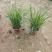 观叶植物小兔子狼尾草120杯、230盆，欢迎来一亩田订购