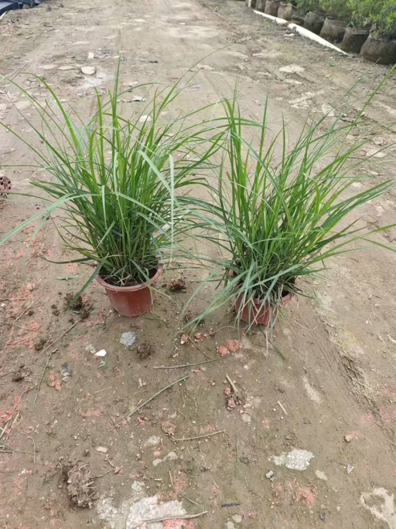 观叶植物小兔子狼尾草120杯、230盆，欢迎来一亩田订购