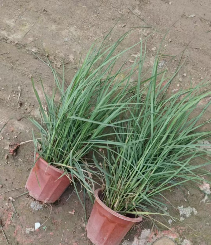 观叶植物小兔子狼尾草120杯、230盆，欢迎来一亩田订购