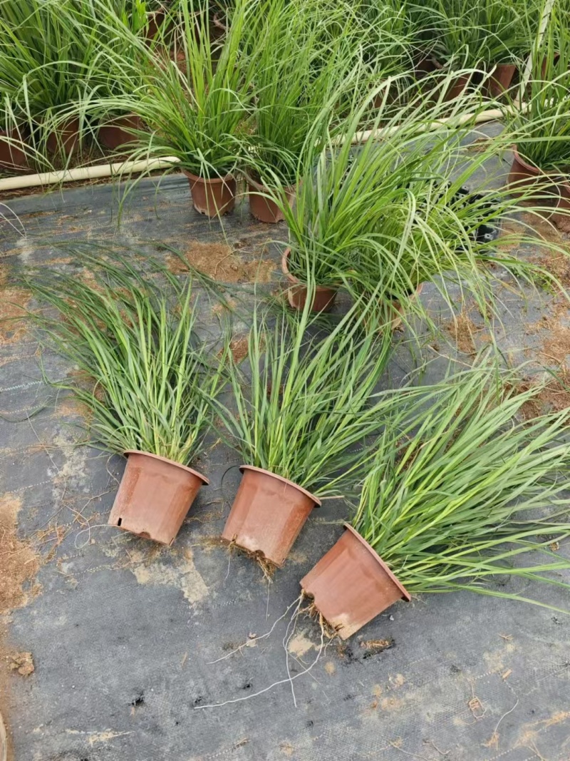 观叶植物小兔子狼尾草120杯、230盆，欢迎来一亩田订购