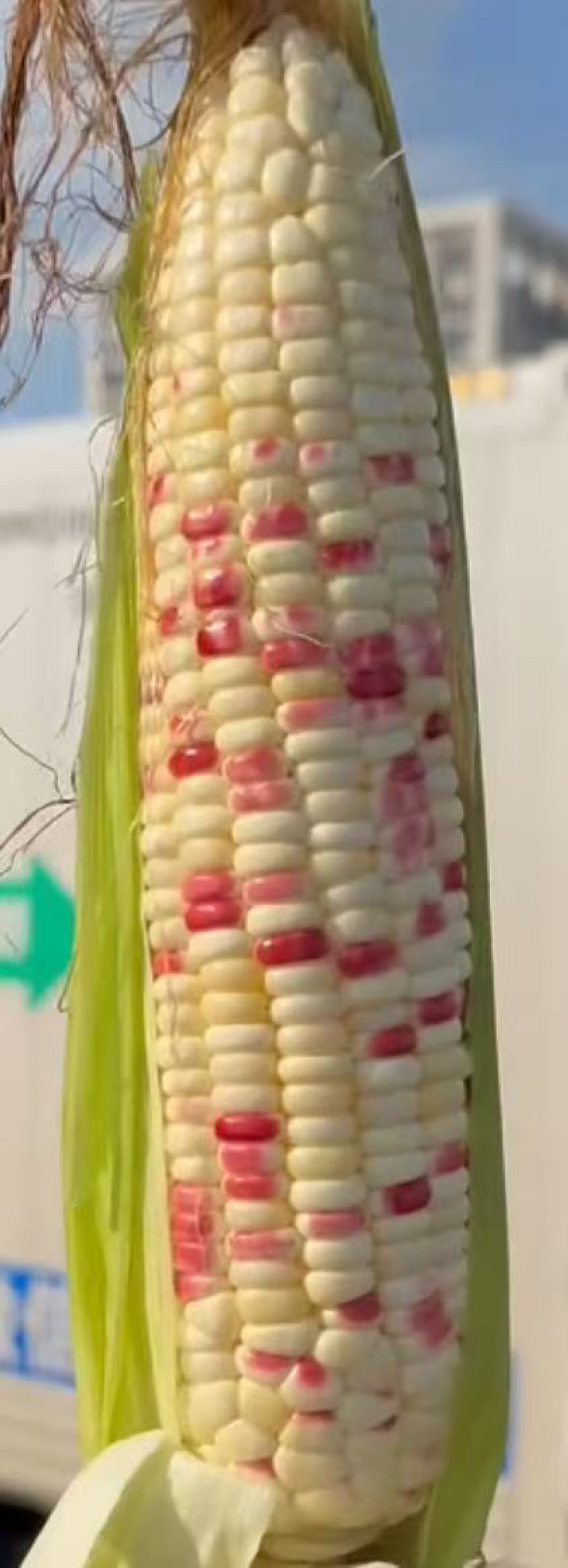 精品太阳花水果玉米