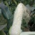 精品太阳花水果玉米