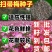 东北扫帚梅花种子散装波斯菊籽格桑花籽绿化观赏庭院
