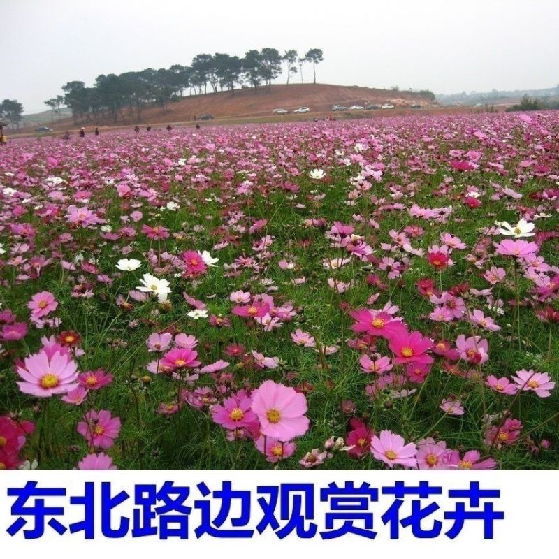 东北扫帚梅花种子散装波斯菊籽格桑花籽绿化观赏庭院