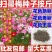 东北扫帚梅花种子散装波斯菊籽格桑花籽绿化观赏庭院