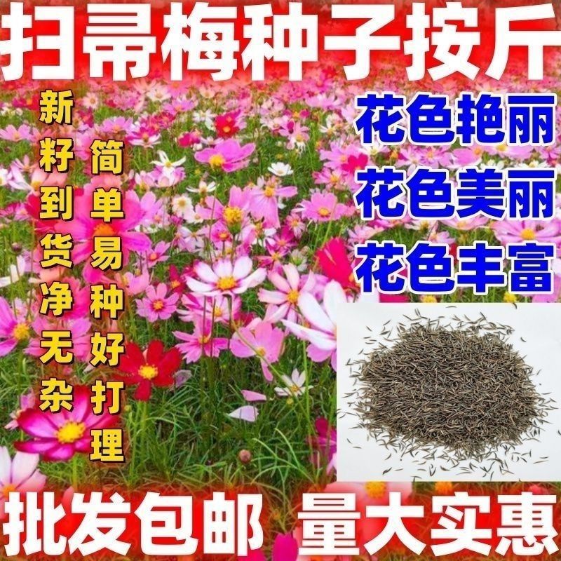 东北扫帚梅花种子散装波斯菊籽格桑花籽绿化观赏庭院