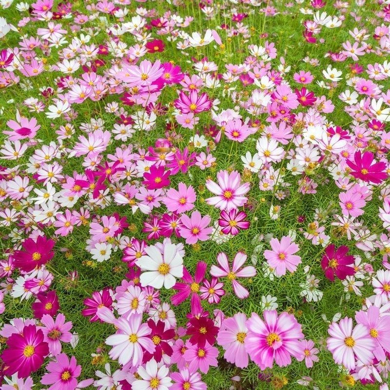 东北扫帚梅花种子散装波斯菊籽格桑花籽绿化观赏庭院