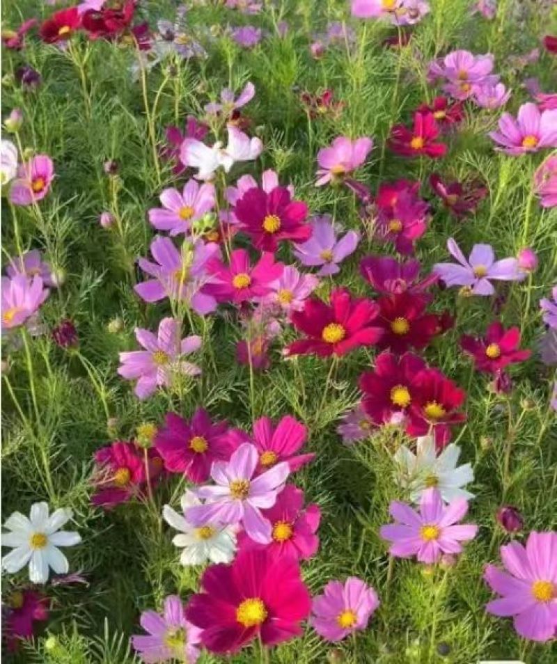 东北扫帚梅花种子散装波斯菊籽格桑花籽绿化观赏庭院