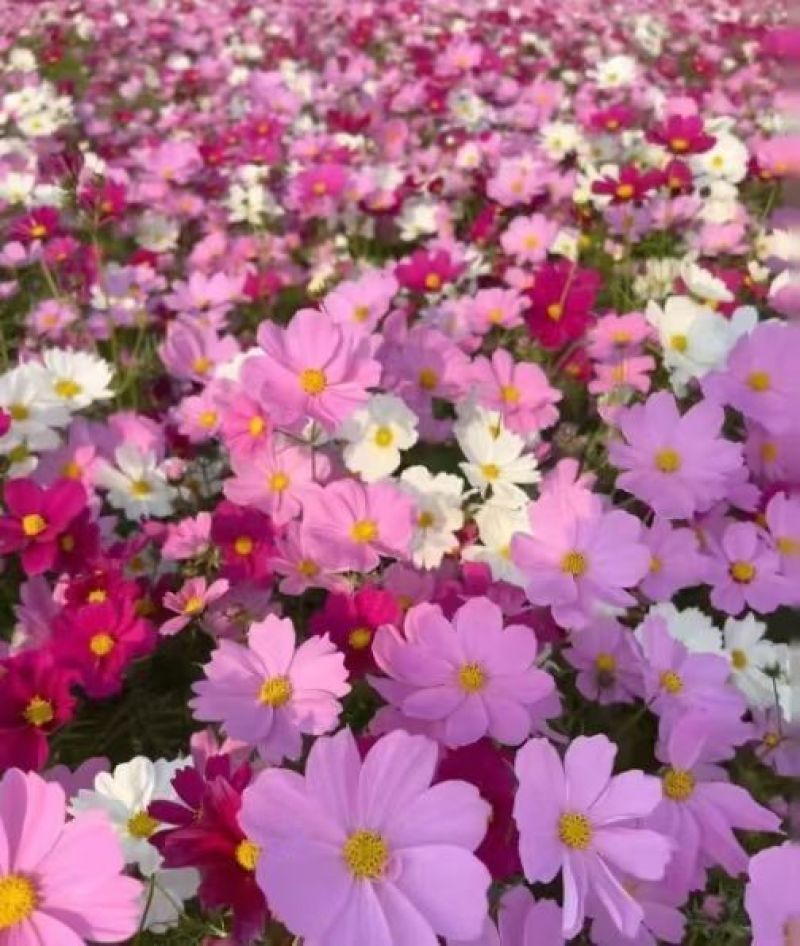 东北扫帚梅花种子散装波斯菊籽格桑花籽绿化观赏庭院
