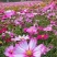 东北扫帚梅花种子散装波斯菊籽格桑花籽绿化观赏庭院
