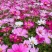 东北扫帚梅花种子散装波斯菊籽格桑花籽绿化观赏庭院