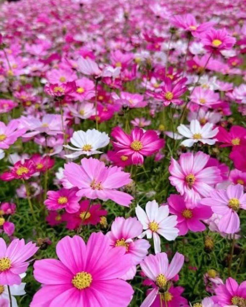 东北扫帚梅花种子散装波斯菊籽格桑花籽绿化观赏庭院
