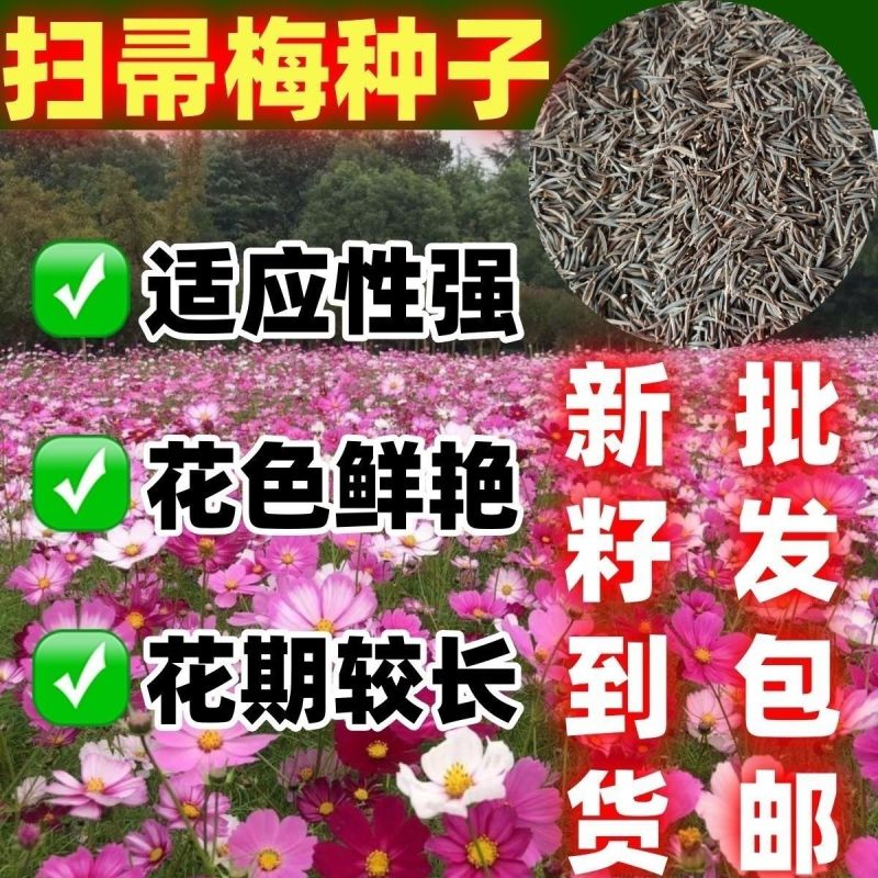 东北扫帚梅花种子散装波斯菊籽格桑花籽绿化观赏庭院