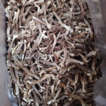 鹿茸菇